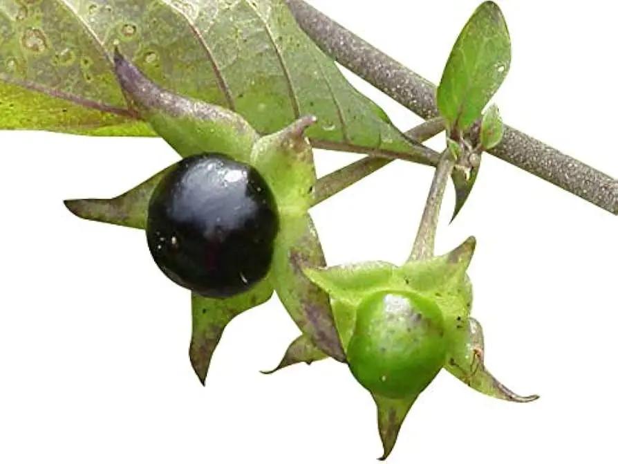 Black Belladonna Plant Seeds for Planting, NON GMO Seeds for planting in home garden