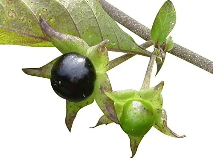 Black Belladonna Plant Seeds for Planting, NON GMO Seeds Dhara Seeds