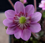 Heirloom England Aster Wildflower Pink Seeds