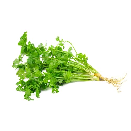 Green Coriander - Heirloom, Non - Gmo Seeds