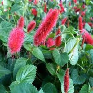 Heirloom Non-GMO Red Monkey Tail Seeds