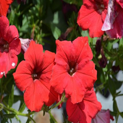Red Petunia Flower - Heirloom, Non - Gmo Seeds