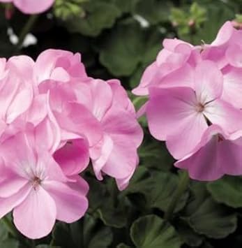 Univalve Geranium Flower Seeds in Light Pink - 100 pcs for planting in your garden.