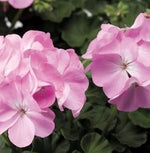 Univalve Geranium Flower Seeds in Light Pink - 100 pcs for planting in your garden.