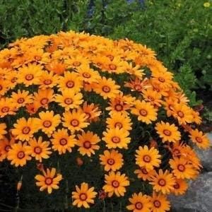 Orange Anthemoides Flower Heirloom Non Gmo Image
