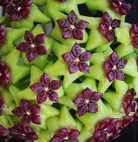 Heirloom Green Maroon Hoya Flower Seeds for Planting – Non-GMO, Rare Fragrant Blooms for planting in your garden.