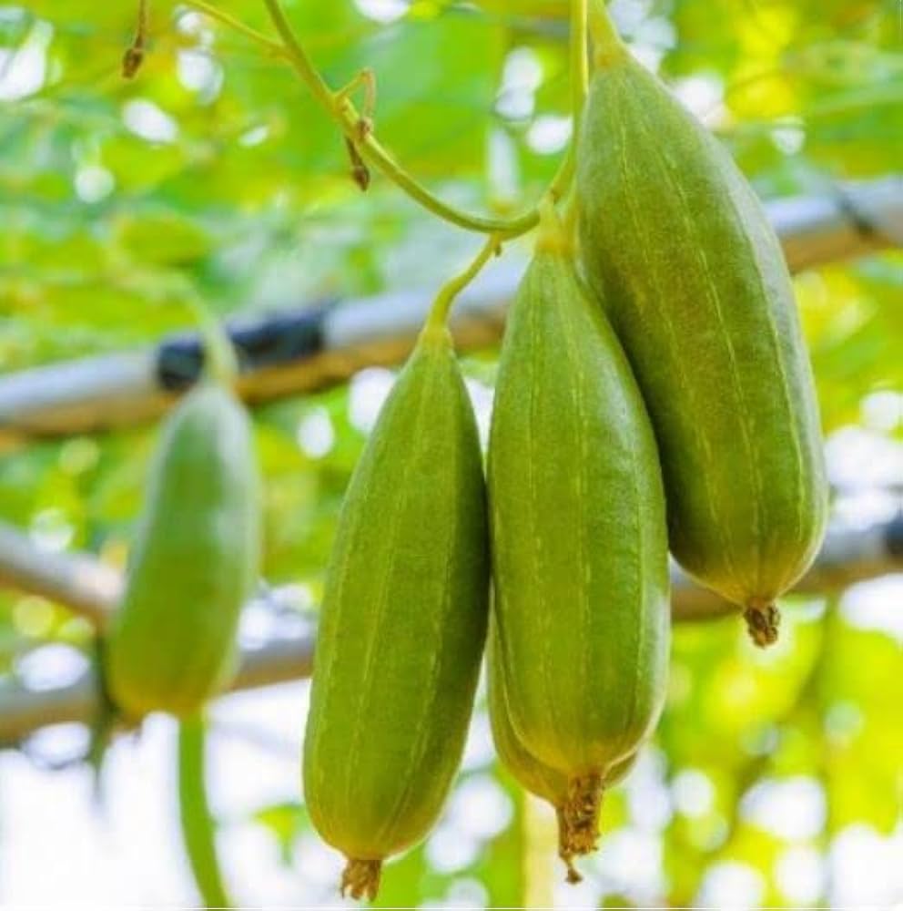 Giant Organic Loofah Plant Seeds