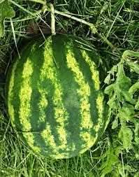 Klondike Striped Blue Ribbon Watermelon Seeds for Planting - Heirloom, Open Pollinated, Non-GMO Seeds