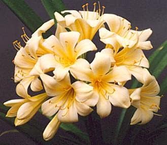 Yellow (Yellow scientific name) for planting in garden