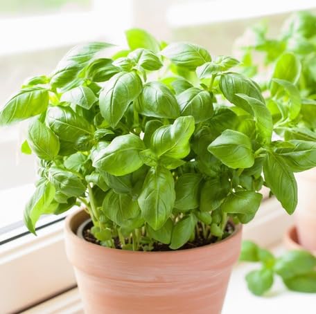 Green Basil - Heirloom, Non - Gmo Seeds