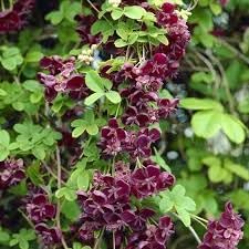 Akebia Quinata Flower Seeds for Planting - NON GMO Seeds for planting in your garden.