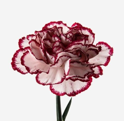 White Marron Carnation Flower
