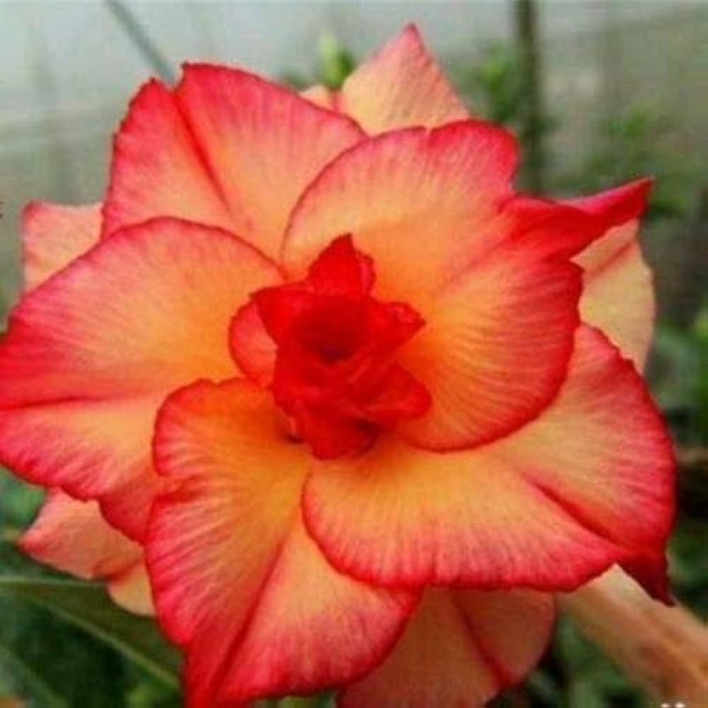 Orange Windmill Desert Rose Seeds for Planting Adenium Obesum Flower Perennial Exotic – Heirloom, Non-GMO