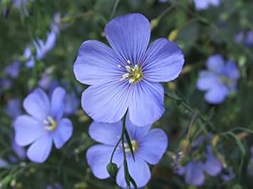 Blue Linum Lewisii Flower Seeds for Planting - 100 seeds for planting in home garden