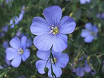 Blue Linum Lewisii Flower Seeds for Planting - 100 seeds for planting in home garden