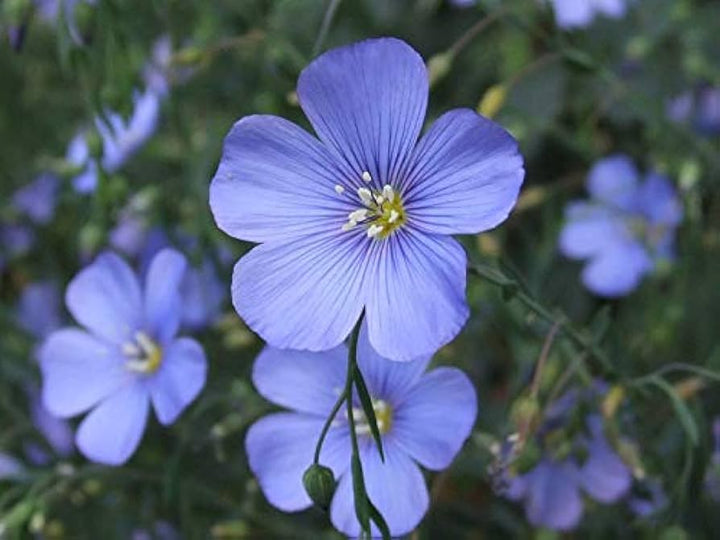 Blue Linum Lewisii Flower Seeds for Planting - 100