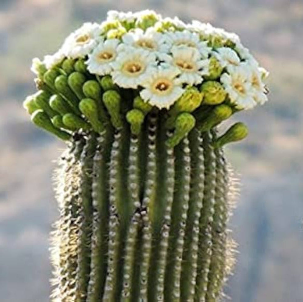 Green Saguaro Plant Seeds for Planting heirloom & Non-GMO Seeds