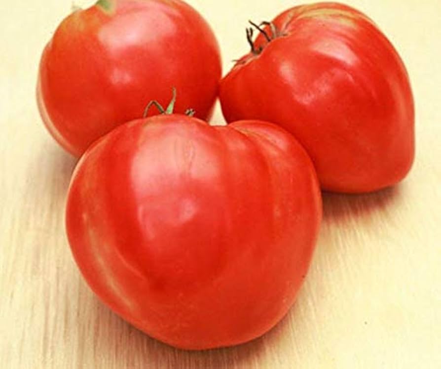 Oxheart Tomato Seeds for Planting Solanum lycopersicum for vegetable patches and home gardens