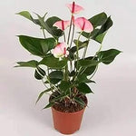 Heirloom Non-GMO Anthurium Andraeanum Flower Seeds for Planting – Pink Tropical Blooms Dhara Seeds
