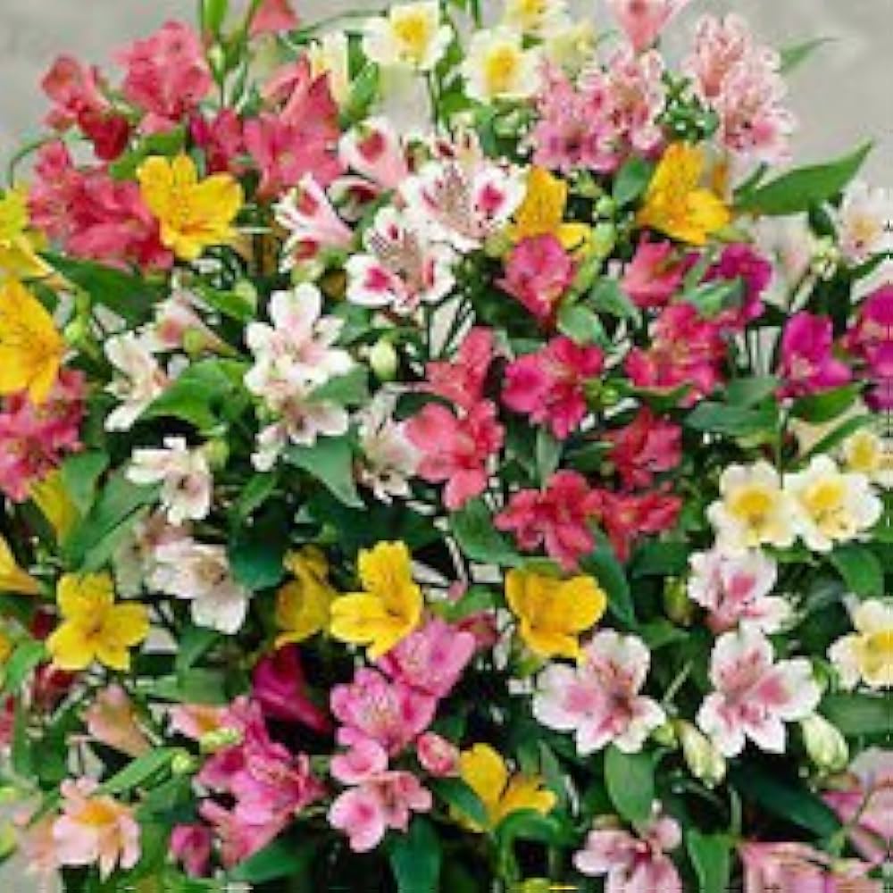 Alstroemeria Seeds Mix – Peruvian Lily, Inca Bandit