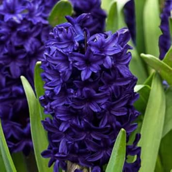 Deep Blue Hyacinthus Orientalis Flower Seeds for Planting seeds for planting in home garden