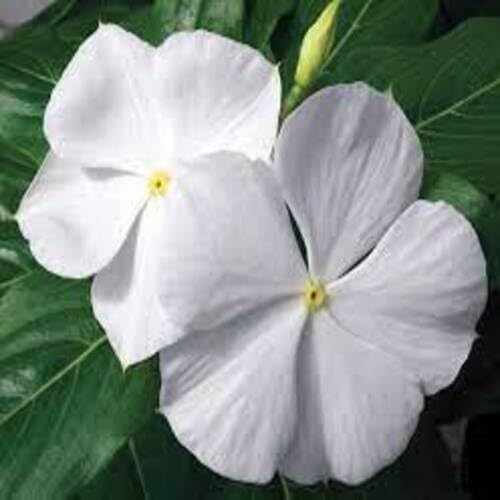 Vinca Flower White - Heirloom, Non - Gmo Seeds