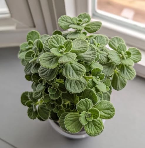 Green Amboinicus
