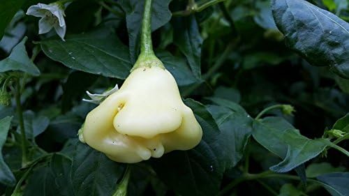 Pepper Capsicum baccatum Aji White Fantasy vegetable seeds for planting in kitchen garden containers