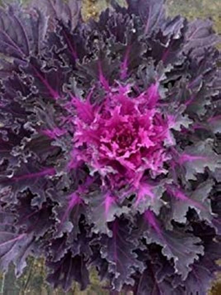 Coral Queen flowering cabbage seeds for garden pots