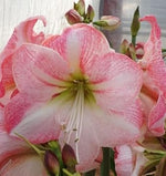 Heirloom Non-GMO White Pink Hippeastrum Rutilum Flower Seeds for Garden Planting – Exotic Amaryllis Blooms seeds for planting in home garden