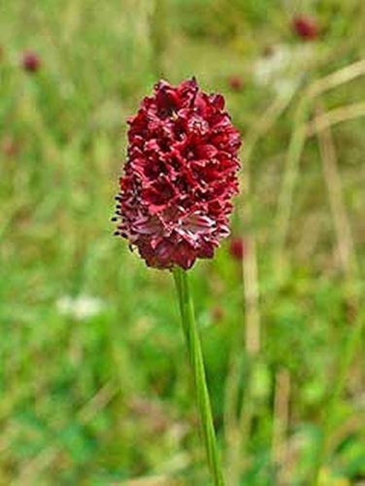 Great Burnet Seeds Cucumber Flavor Deep Red Blooms