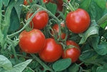 Red Tomato Heirloom Non Gmo Image