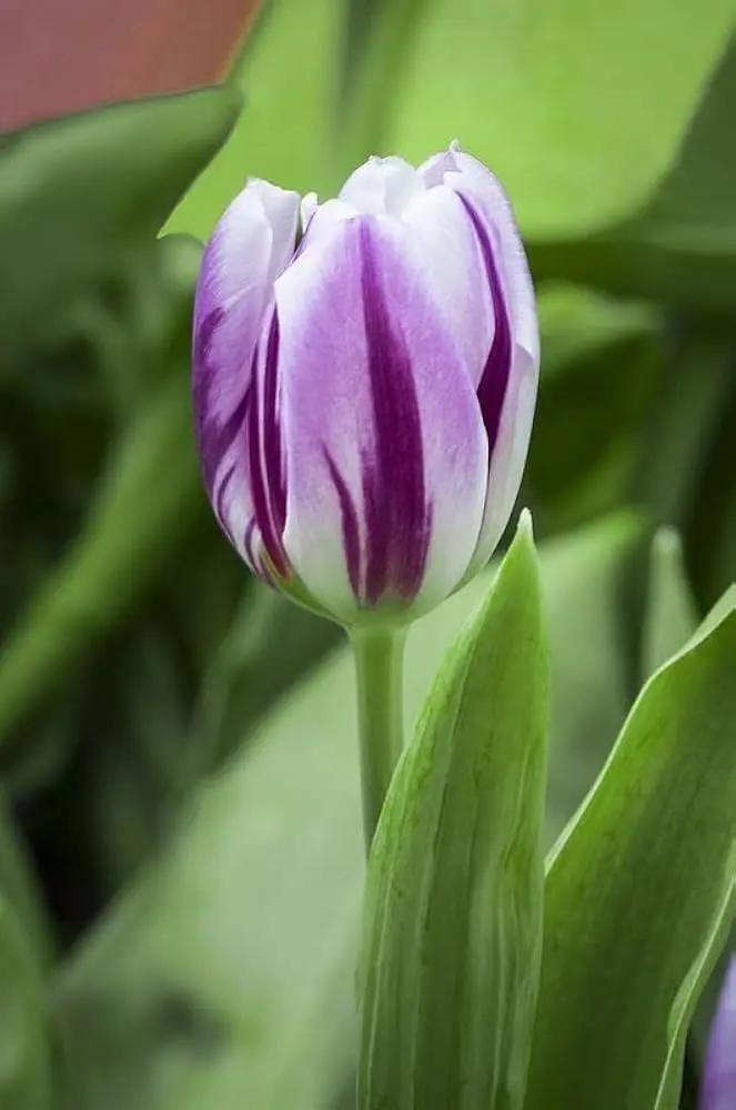 White Purple Flower Seeds for Planting – Heirloom, Non-GMO, Vibrant Garden Blooms Dhara Seeds