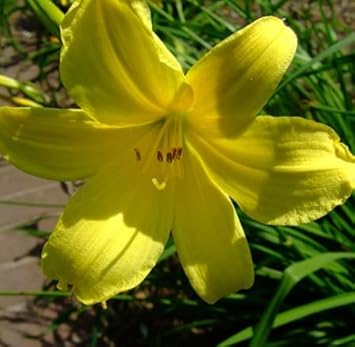 Heirloom Non-GMO Light Green Hemerocallis Flower Seeds for Long-Blooming Perennial Garden Plantin for planting in your garden.