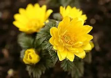 Yellow Adonis Flower Planting Seeds for Garden NON GMO Seeds for planting in home garden