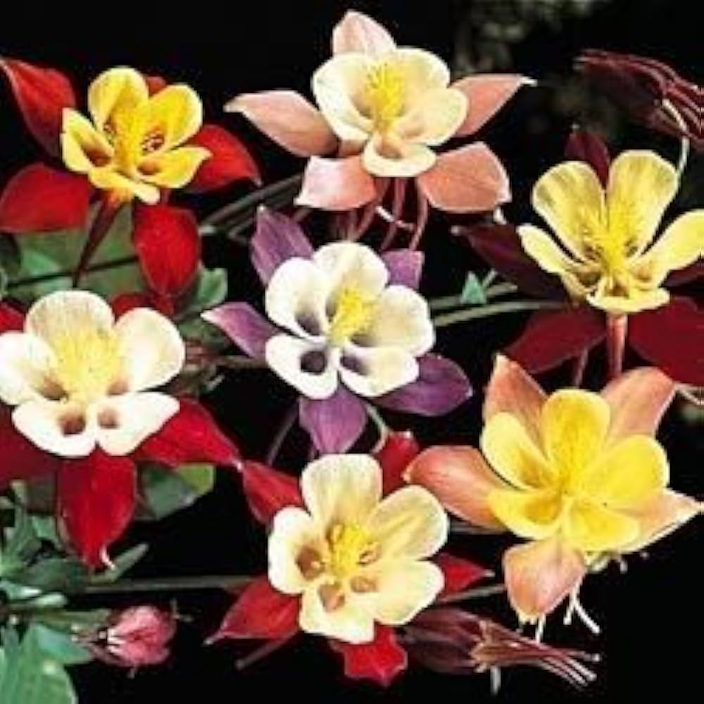 Certified Organic McKana Giants Columbine Flower Seeds – Seeds