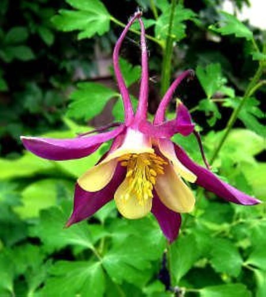 Certified organic McKana giants columbine seed for planting