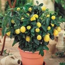 Lemon Vegetable Seeds for Planting - Grow Organic and Natural Lemons at Home Garden