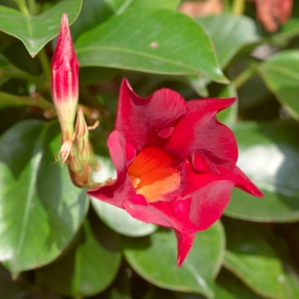 Mandevilla Sanderi Flower for planting