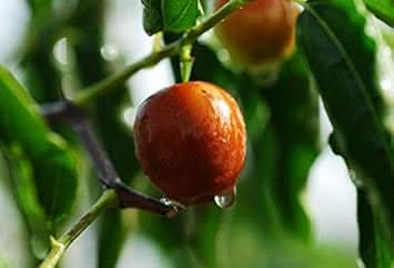 Merron Jujube Fruit Seeds for Planting and Cultivating Unique and Sweet Fruits, Heirloom seeds