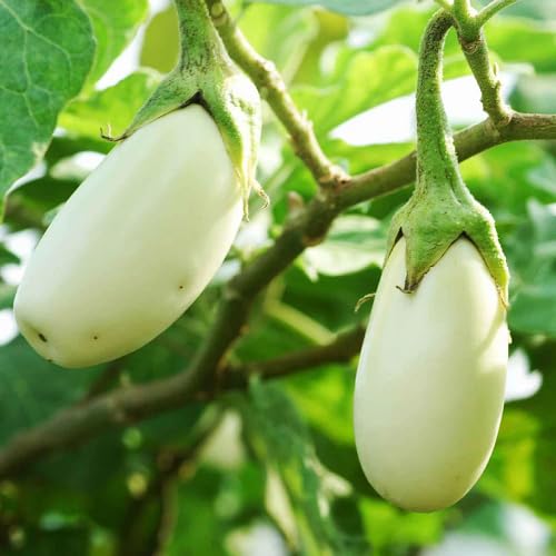 White Brinjal - Heirloom, Non - Gmo Seeds