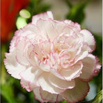 Heirloom Non-GMO Baby Pink Carnation Flower Seeds for Garden Planting – Classic Fragrant Blooms seeds for planting in home garden