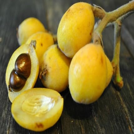 Yellow Loquat Fruit - Heirloom, Non - Gmo Seeds