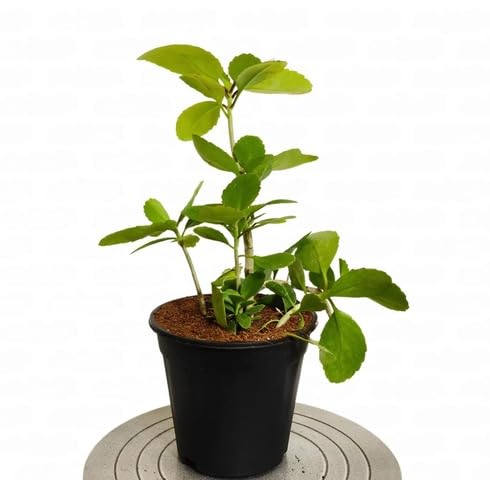 Green Bryophyllum Pinnatum - Heirloom, Non - Gmo Seeds