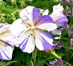Geraniums Flower Seeds in Violet White - 100 pcs for planting in your garden.