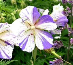 Geraniums Flower Seeds in Violet White - 100 pcs for planting in your garden.