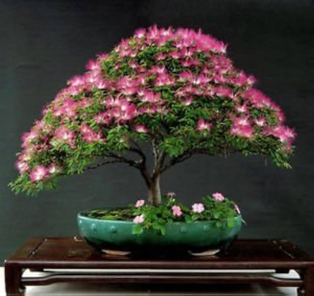 Albizia Flower Albizia julibrissin Seeds for Planting for Flower Bed and Garden