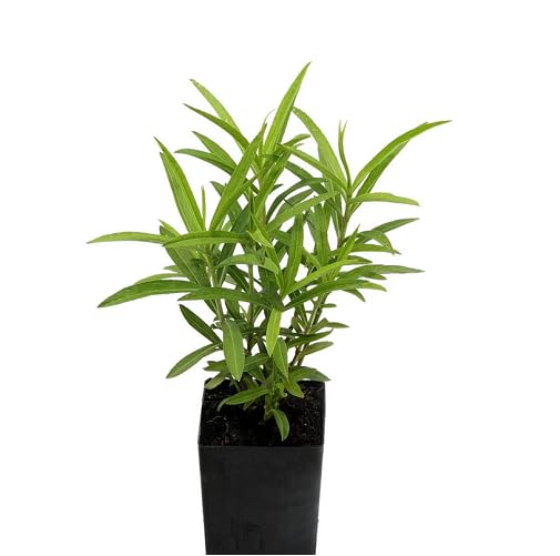 Green Tarragon