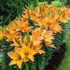 Yellow Flower Pot Seeds for Planting - NON GMO Seeds Dhara Seeds