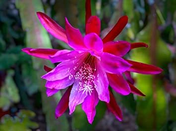 Heirloom Pink Epiphyllum Oxypetalum Flower Seeds for Planting – Non-GMO, Rare Fragrant Night Blooms seeds for planting in home garden